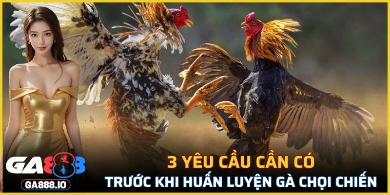 3 yêu cầu cần có trước khi huấn luyện gà chọi chiến
