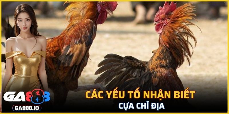 Các yếu tố nhận biết cựa Chỉ Địa