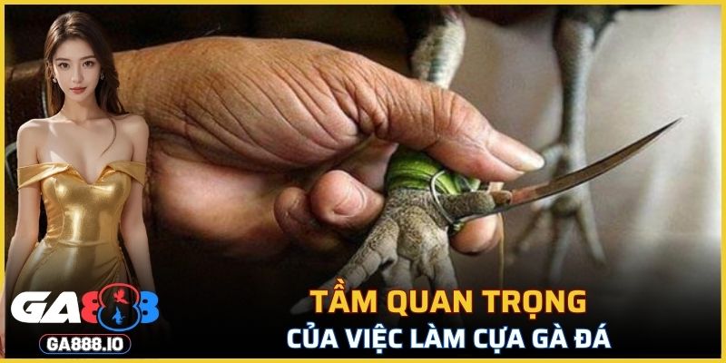 Cách làm cựa gà đá quan trọng như thế nào