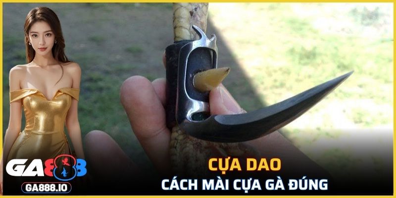 Cách mài cựa gà- Cựa dao đúng kỹ thuật