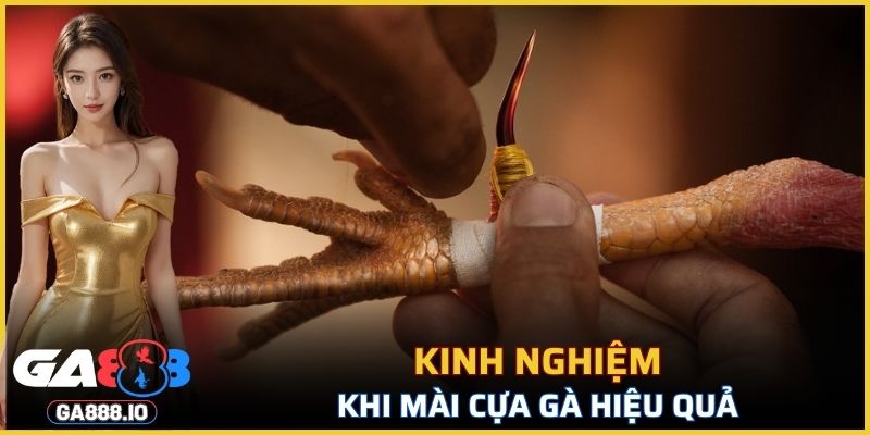 Cách mài cựa gà đạt hiệu quả cần có kinh nghiệm gì?