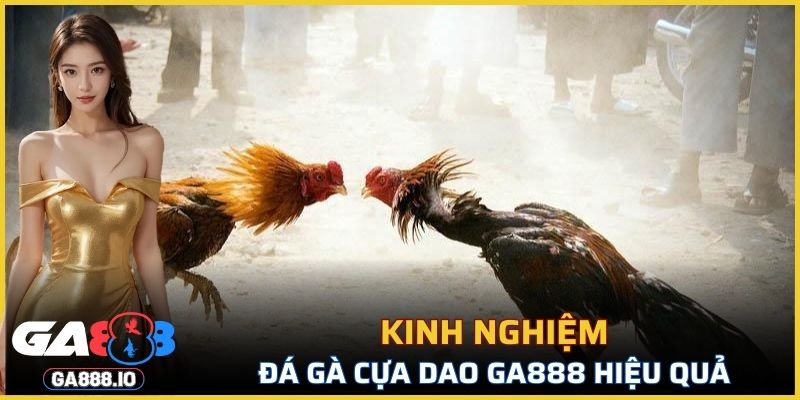 Chia sẻ kinh nghiệm chơi đá gà GA888 hiệu quả