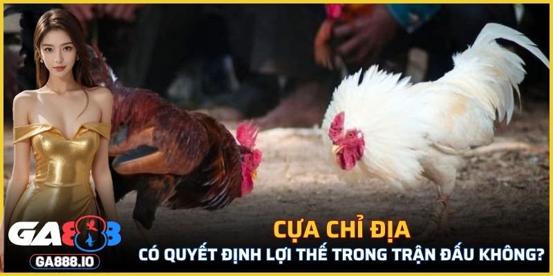 Cựa Chỉ Địa có quyết định lợi thế trong trận đấu không?