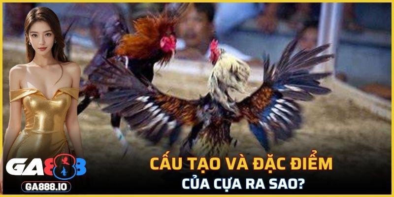 Cựa Kim là công cụ chiến đấu cực kỳ hiệu quả