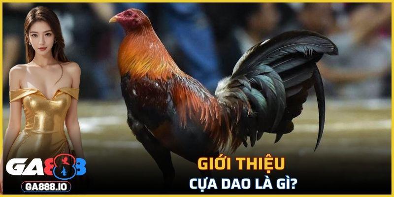 Đây là công cụ chiến đấu quan trọng trong bộ môn đá gà cuốn hút