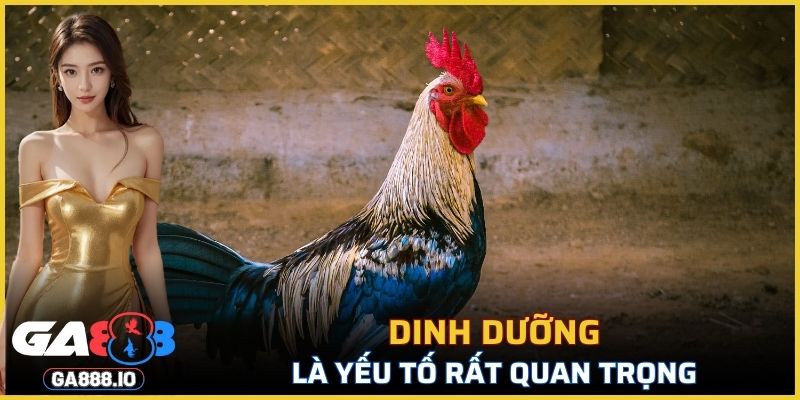 Dinh dưỡng là yếu tố rất quan trọng