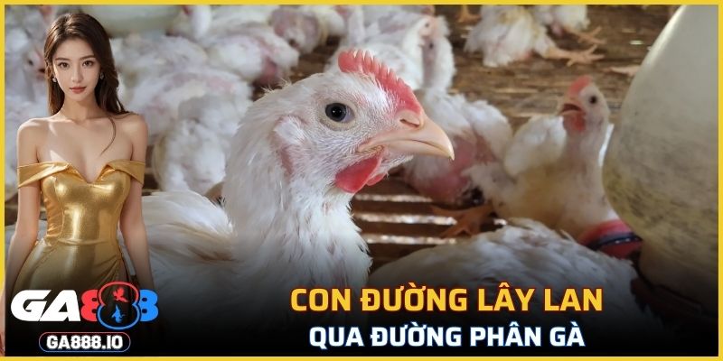 Gà bị nhiễm qua phân
