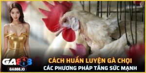 Cách Huấn Luyện Gà Chọi