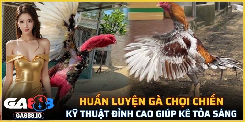 Huấn Luyện Gà Chọi Chiến