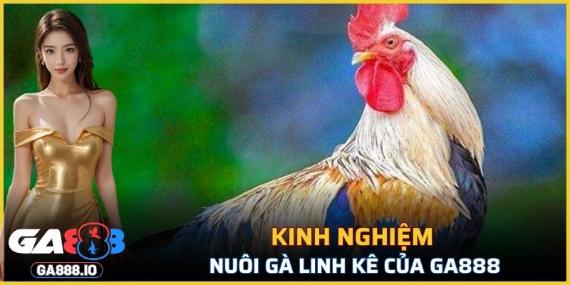Kinh nghiệm nuôi Gà Linh Kê của GA888