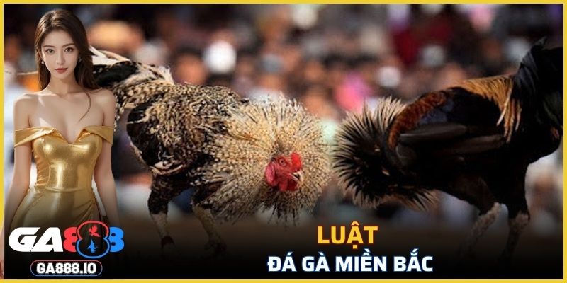 Luật Đá Gà Miền Bắc