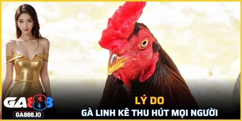 Lý do Gà Linh Kê thu hút mọi người