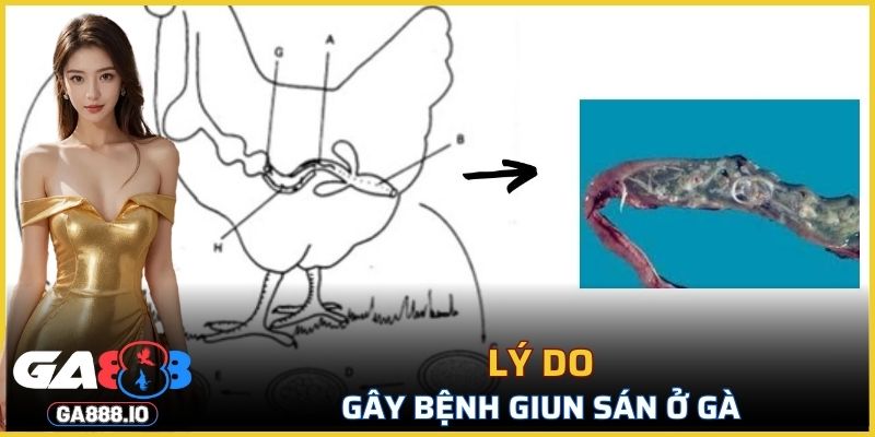Lý do gây bệnh giun sán ở gà