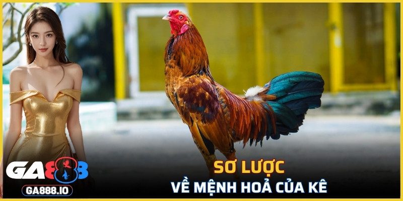 Sơ qua về mệnh Hoả của kê