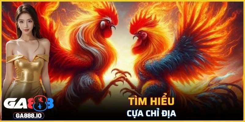 Tìm hiểu về cựa Chỉ Địa