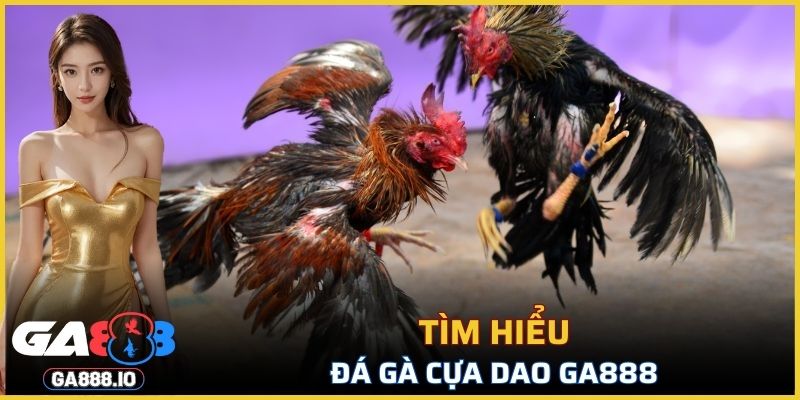 Tìm hiểu về đá gà cựa dao GA888