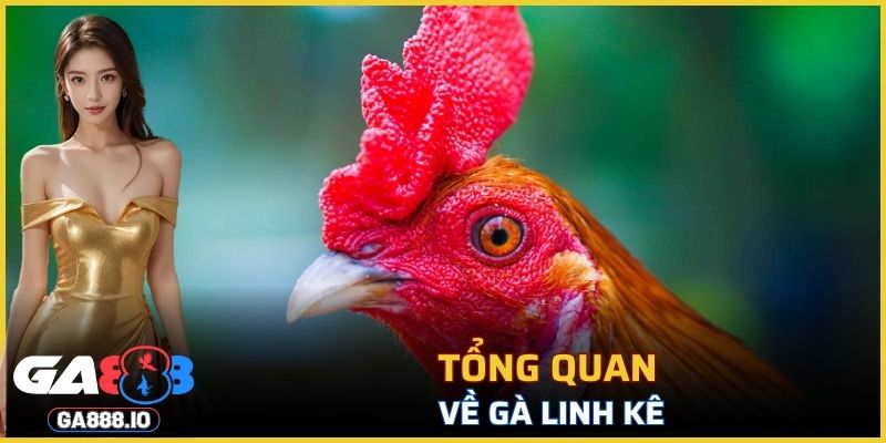Tổng quan về Gà Linh Kê