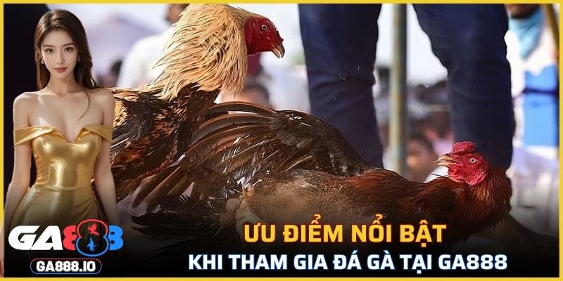 Ưu điểm nổi bật khi tham gia đá gà tại GA888