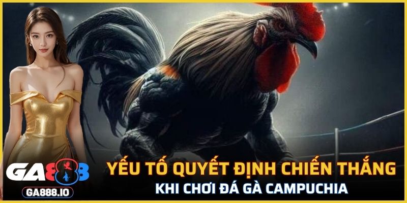 Yếu tố quyết định chiến thắng khi chơi đá gà Campuchia
